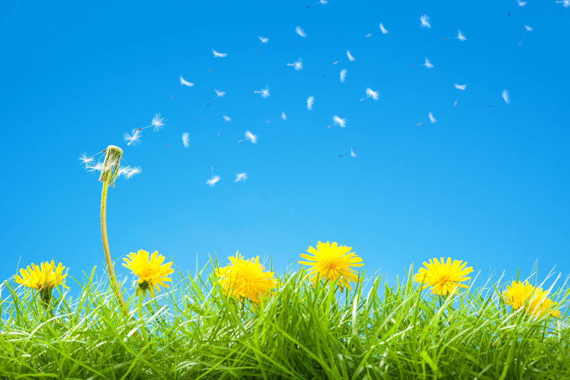 Summer / Spring Scene - Flying Dandelions